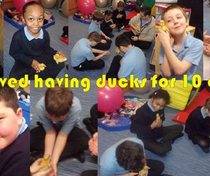 Image of Ducklings in Primary